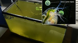 Raising Daphnia for the Freshwater Aquarium [upl. by Carolin]