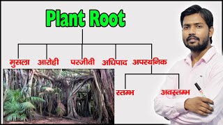 Plant Root and Their Types  Function of Root  Modified Root  in Hindi [upl. by Harriet427]