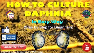 HOW TO CULTURE DAPHNIA In Easy Way [upl. by Yro335]